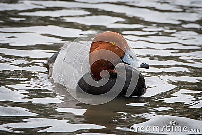 Redhead Duck Stock Photo