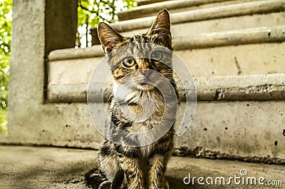 Redhead gray striped kitten sits in the courtyard Stock Photo