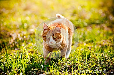 Redheaded cat on green grass Stock Photo