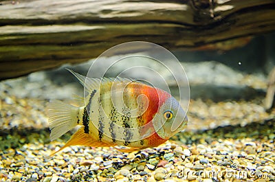 Redheaded Severum Stock Photo