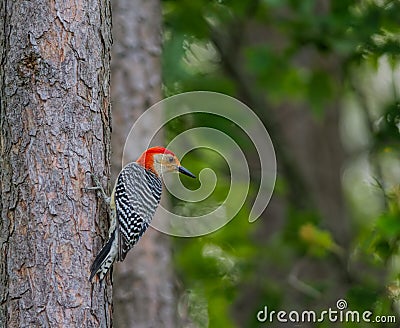 Redheaded Woodpecker Stock Photo