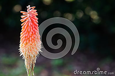 Redhot poker, or Kniphofia flower in orange color in a spring season at a botanical garden isolated on dark background. Stock Photo