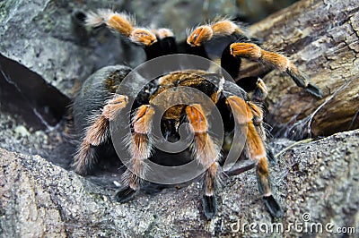 Redknee tarantula Stock Photo