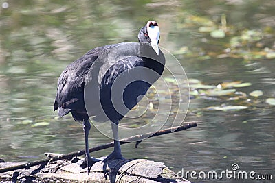 Redknobbed Coot bird Stock Photo