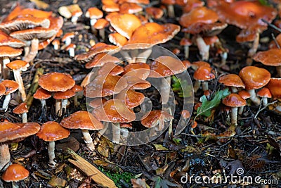 Redlead Roundhead forest floor littered with mushrooms Stock Photo