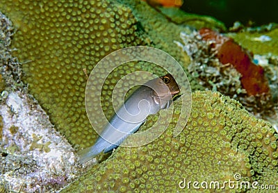 Redlip Blenny (Ophioblennius atlanticus) Stock Photo