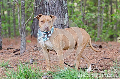 Rednose Pit Bull Terrier bulldog Stock Photo