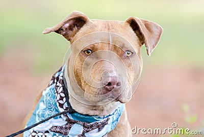 Rednose Pit Bull Terrier bulldog Stock Photo