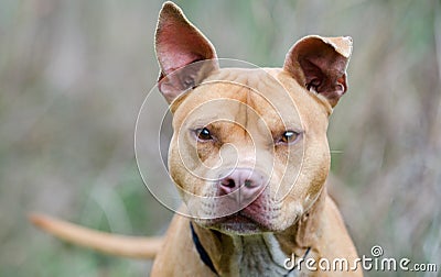 Rednose Pitbull Terrier Dog Stock Photo