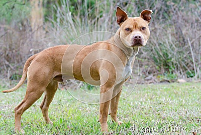 Rednose Pitbull Terrier Dog Stock Photo