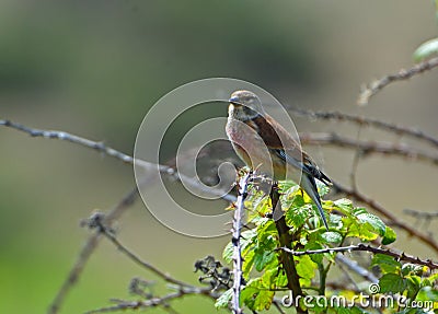 Redpoll bird perched on brambles out of focus background. Stock Photo