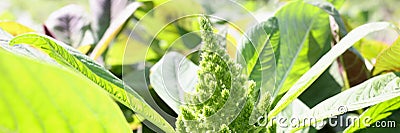 Redroot pigweed amaranthus retroflexus also called red-root amaranth Stock Photo