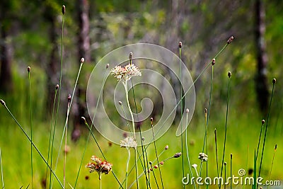 Redroot Seed Heads on the Prairie Stock Photo