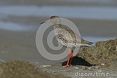 Redshank, Tringa totanus Stock Photo