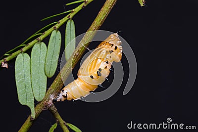 Redspot Jezebel pupa Stock Photo