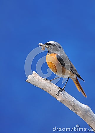 Redstart. Stock Photo