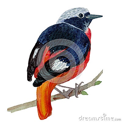 Redstart on twig watercolor illustration Cartoon Illustration