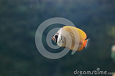 Redtail butterflyfish Stock Photo