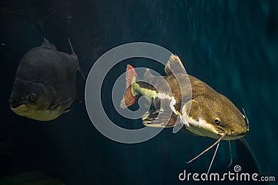 Redtail Catfish Stock Photo