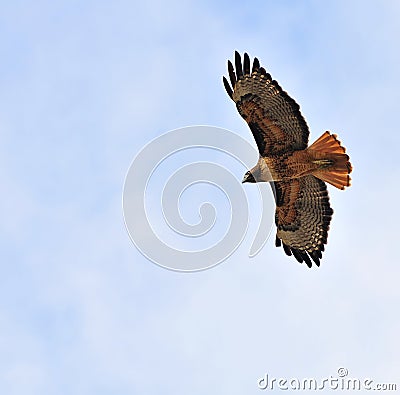 Redtail hawk flying overhead Stock Photo