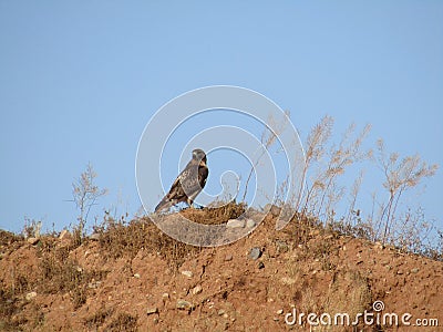 Redtailed Hawk with blue sky background Stock Photo