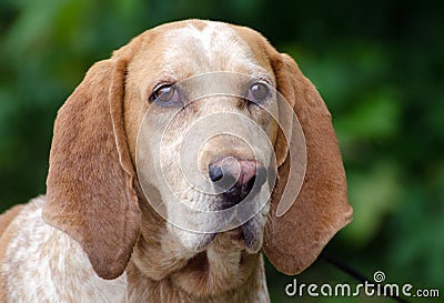 Redtick Coonhound Stock Photo