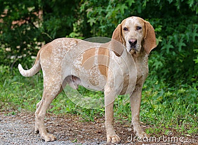 Redtick Coonhound Stock Photo