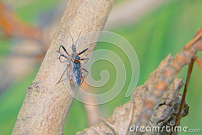 Reduviidae stinkbug Stock Photo