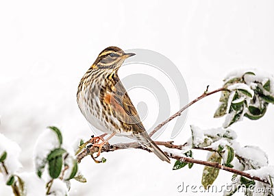 Redwing - Turdus iliacus resting in a a snow covered garden tree.. Stock Photo