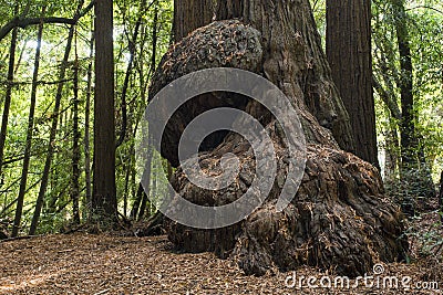 Redwood Burl Stock Photo