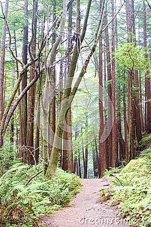 Redwood Forrest Hiking Path Stock Photo