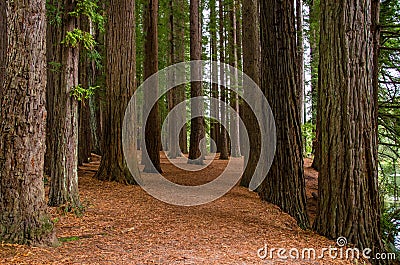 Redwood Grove in Hamurana Springs Stock Photo