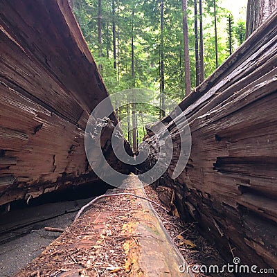 Redwood Hollowed Tree Trunk Redwood National Park Stock Photo