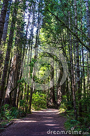 Redwood national forest California hiking trail Stock Photo