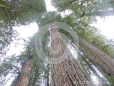 Redwood National and State Parks California CA USA Stock Photo