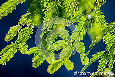 Redwood needles in the sun Stock Photo