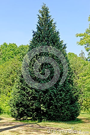 Redwood Sequoia sempervirens tree - Stock Photo