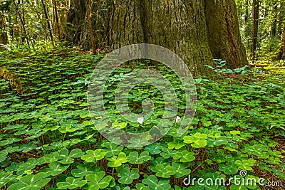 Redwood Sorrel Stock Photo