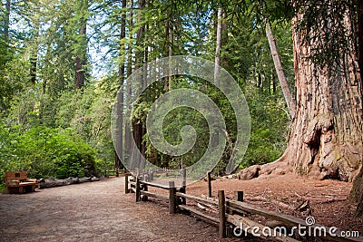 Redwood tree Stock Photo
