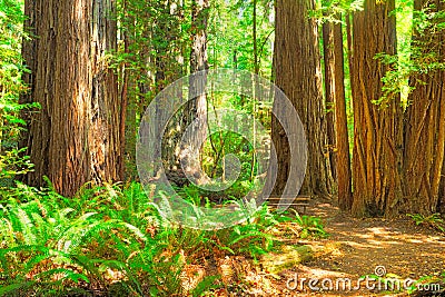 Redwood Trees Stock Photo