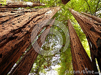 Redwood trees Stock Photo