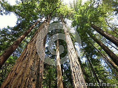 Redwood trees in forest Stock Photo