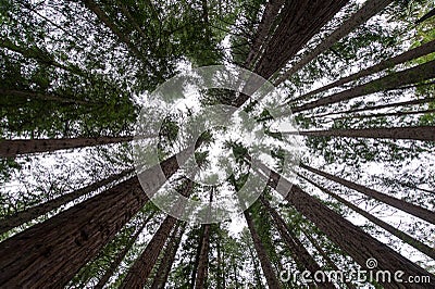 Redwoods Stock Photo