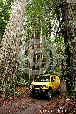 Redwoods Stock Photo