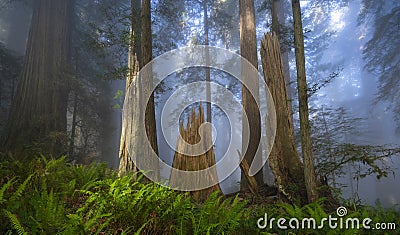 Redwoods Forest in the Morning Stock Photo