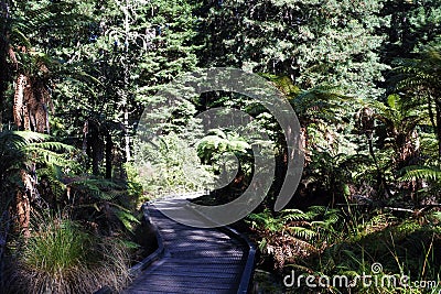 Redwoods forests in Rotorua New Zealand Stock Photo