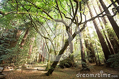 The Redwoods at Muir Woods National Park Stock Photo