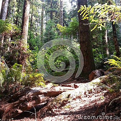 Redwoods playground Stock Photo