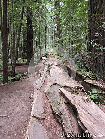 Redwoods Stock Photo