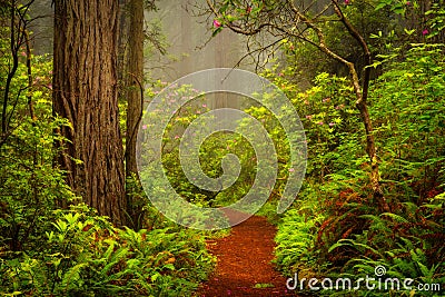 Redwoods and rhododendrons along the Damnation Creek Trail in De Stock Photo